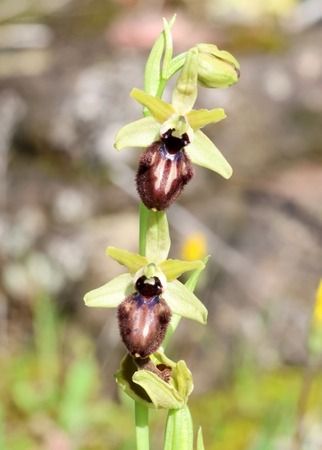 Ophrys incubacea  - Albert Galzin