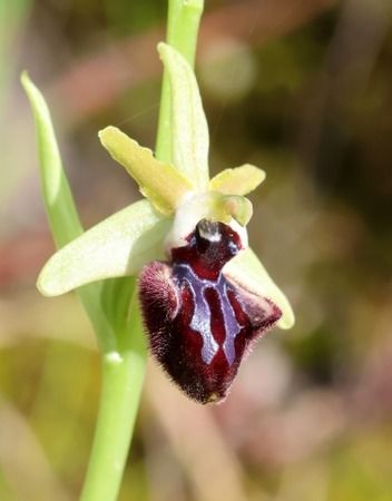 Ophrys incubacea  - Albert Galzin