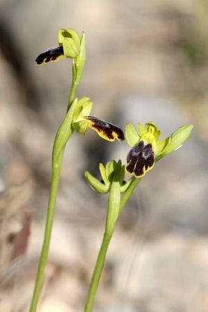 Ophrys bilunulata  - Albert Galzin