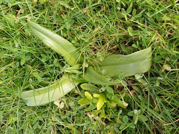 Himantoglossum hircinum  - Annick Larbouillat