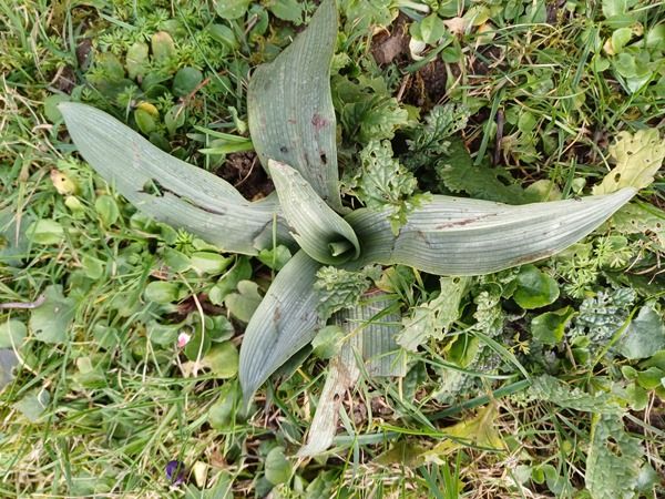 Ophrys apifera  - Annick Larbouillat