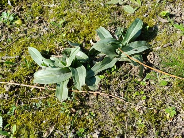 Ophrys apifera  - Annick Larbouillat