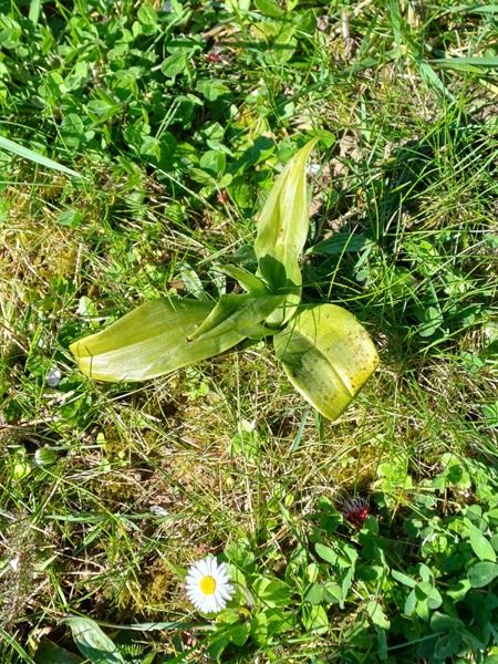 Himantoglossum hircinum  - Annick Larbouillat