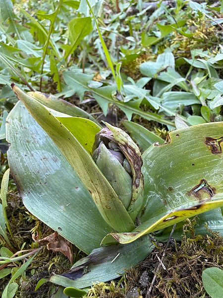 Himantoglossum robertianum  - Ghislain Constans