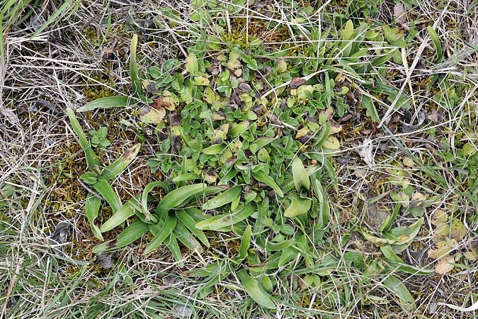 Orchis anthropophora  - Ghislain Constans