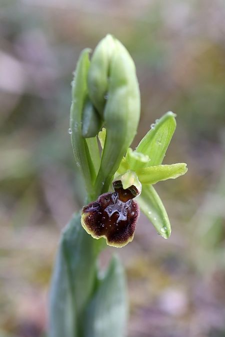 Ophrys sphegodes  - Ghislain Constans