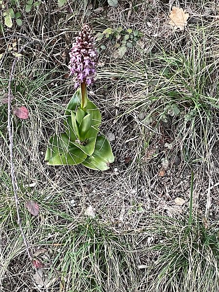 Himantoglossum robertianum  - Marie-Laure Montmard