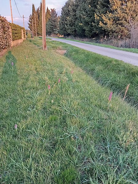 Himantoglossum robertianum  - Valérie Pinet