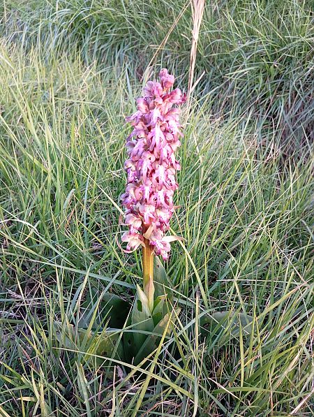 Himantoglossum robertianum  - Valérie Pinet