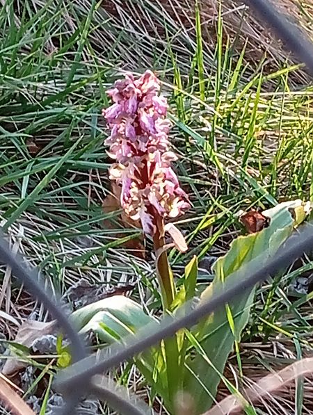 Himantoglossum robertianum  - Valérie Pinet