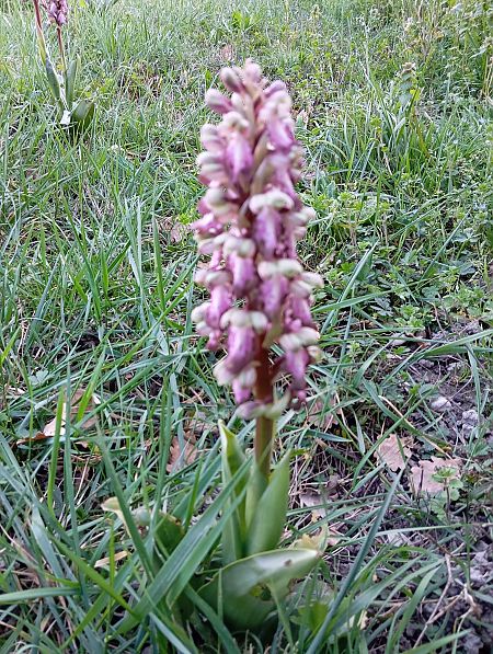 Himantoglossum robertianum  - Valérie Pinet