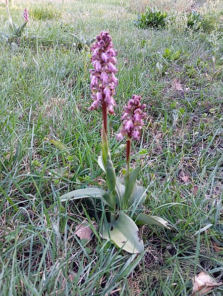 Himantoglossum robertianum  - Valérie Pinet