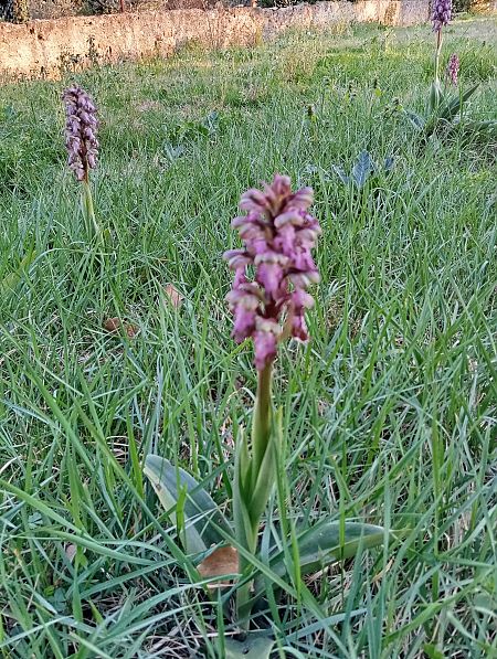 Himantoglossum robertianum  - Valérie Pinet
