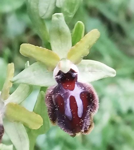 Ophrys passionis  - Robert Weimer