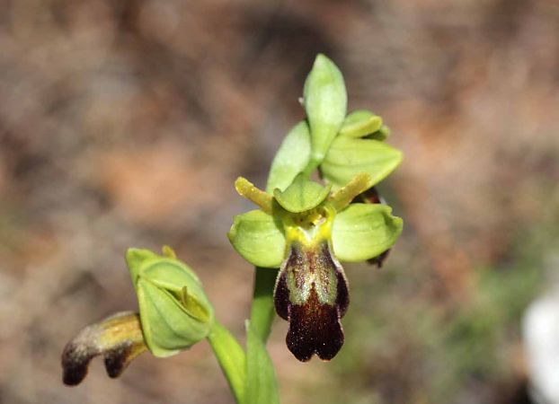 Ophrys forestieri  - Robert Weimer