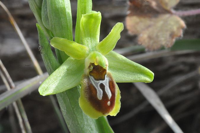 Ophrys araneola  - Jean-Christophe Blanchard