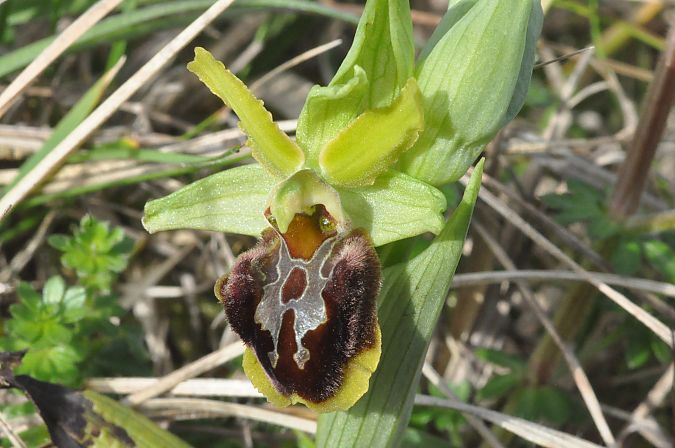 Ophrys suboccidentalis  - Jean-Christophe Blanchard
