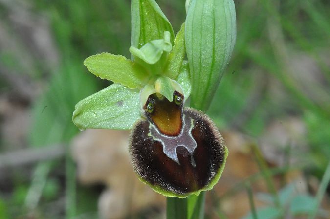 Ophrys suboccidentalis  - Jean-Christophe Blanchard