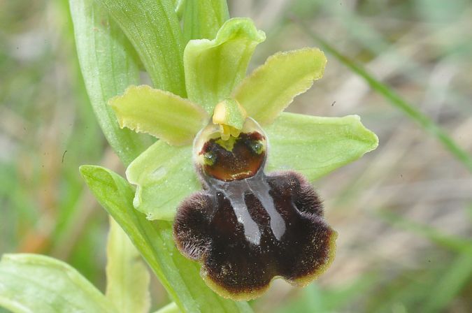 Ophrys suboccidentalis  - Jean-Christophe Blanchard