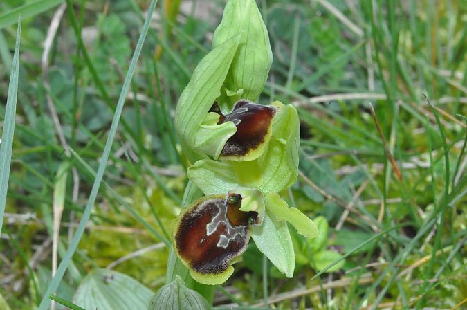 Ophrys suboccidentalis  - Jean-Christophe Blanchard