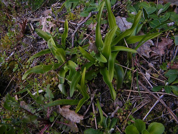 Orchis anthropophora  - Jean-Christophe Blanchard