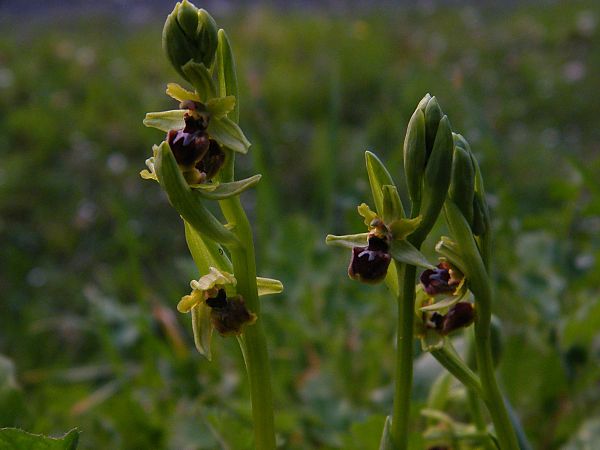 Ophrys araneola  - Jean-Christophe Blanchard