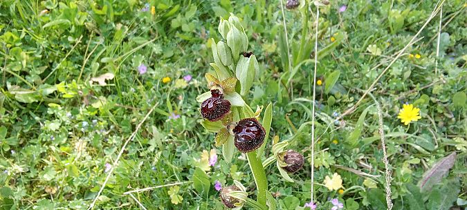 Ophrys passionis  - Jean-Christophe Blanchard