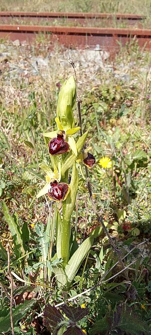 Ophrys passionis  - Jean-Christophe Blanchard
