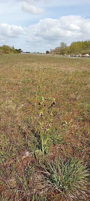 Ophrys passionis  - Jean-Christophe Blanchard