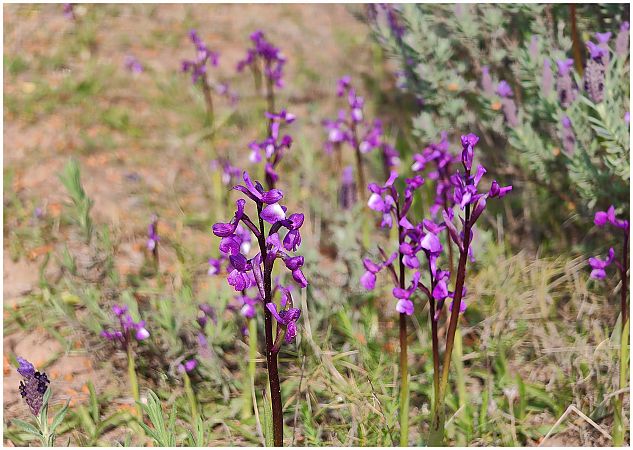 Anacamptis morio  - Aline et François-Marie Zwank