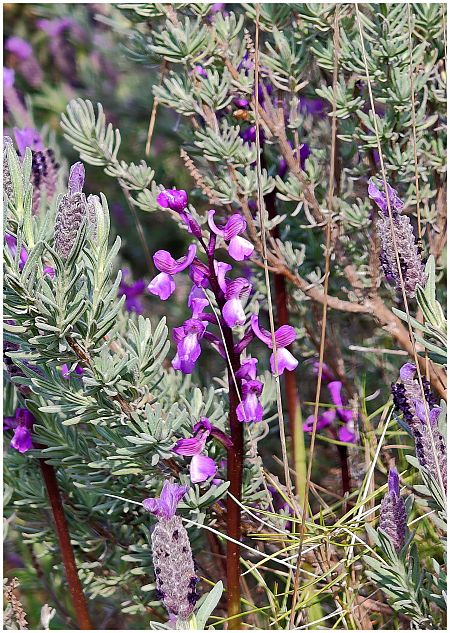 Anacamptis morio  - Aline et François-Marie Zwank