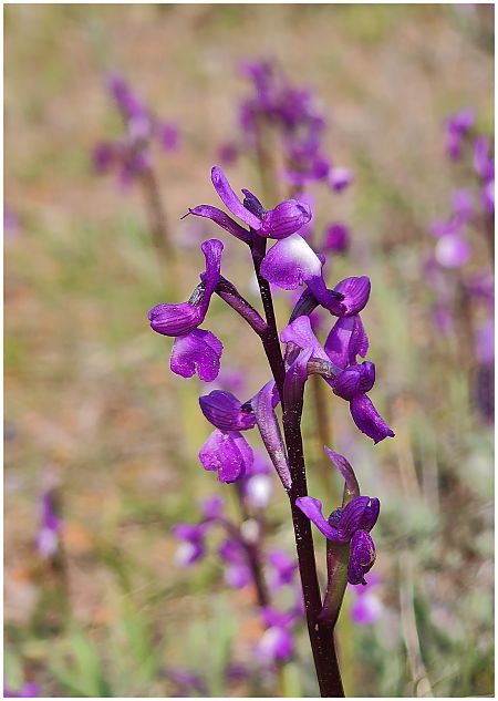 Anacamptis morio  - Aline et François-Marie Zwank