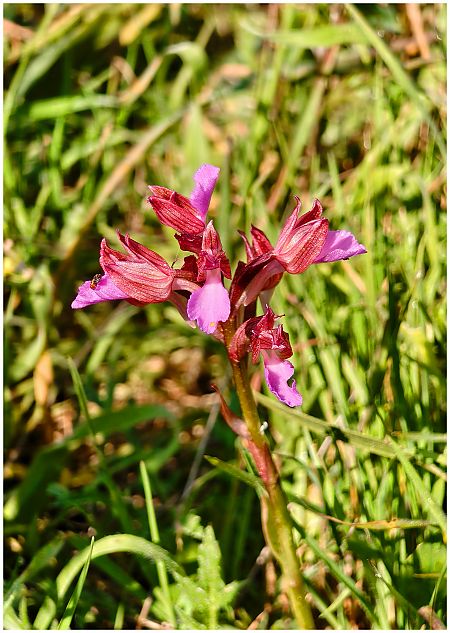 Anacamptis papilionacea  - Aline et François-Marie Zwank
