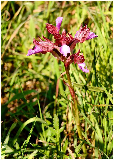 Anacamptis papilionacea  - Aline et François-Marie Zwank