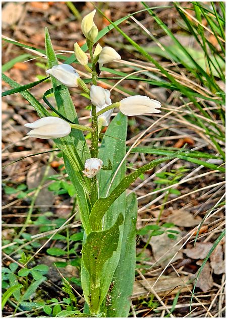 Cephalanthera longifolia  - Aline et François-Marie Zwank