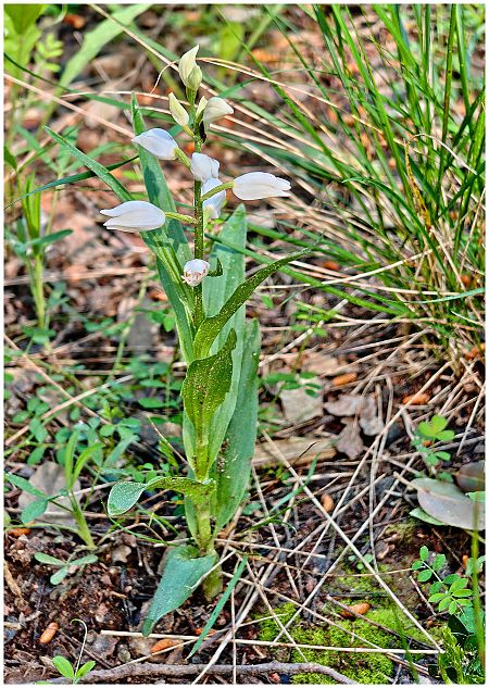 Cephalanthera longifolia  - Aline et François-Marie Zwank