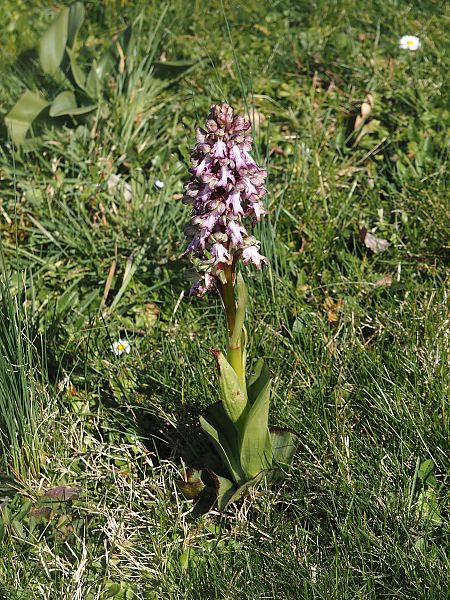 Himantoglossum robertianum  - Jacques Valiergue