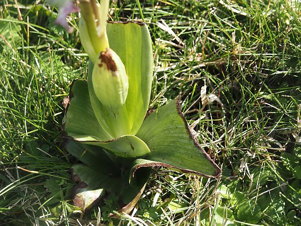 Himantoglossum robertianum  - Jacques Valiergue