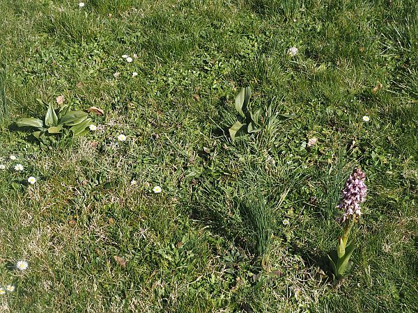 Himantoglossum robertianum  - Jacques Valiergue