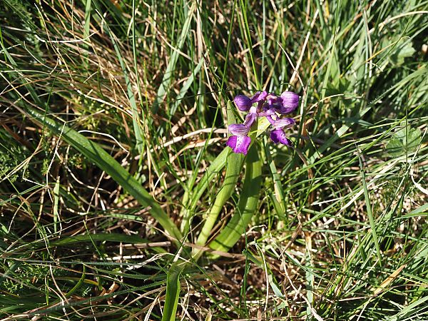 Anacamptis morio  - Jacques Valiergue
