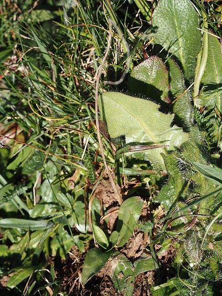 Spiranthes spiralis  - Jacques Valiergue