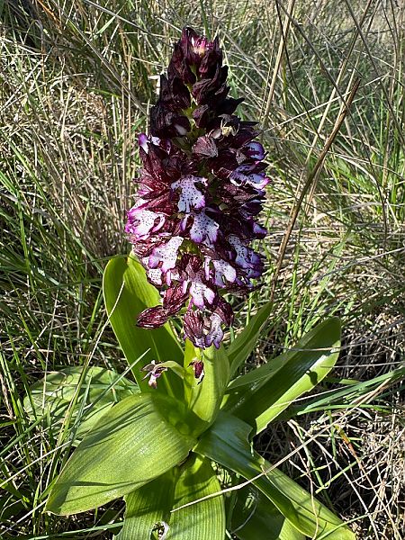 Orchis purpurea  - Nadine Duche