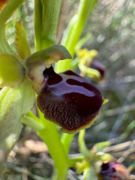 Ophrys passionis  - Nadine Duche