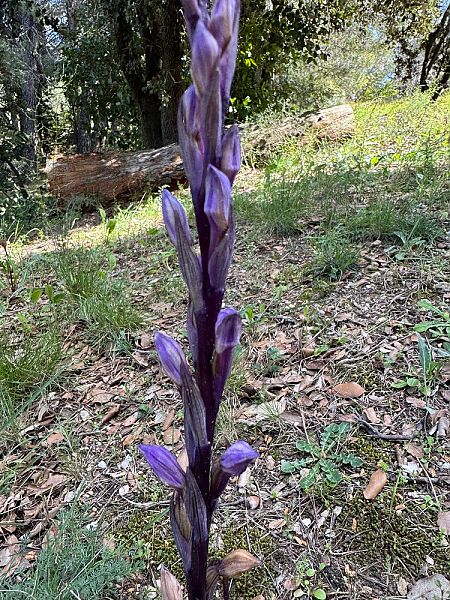 Limodorum abortivum  - Nadine Duche