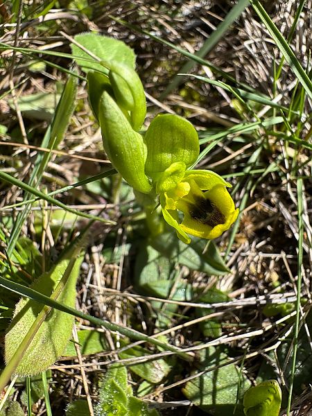 Ophrys lutea  - Nadine Duche