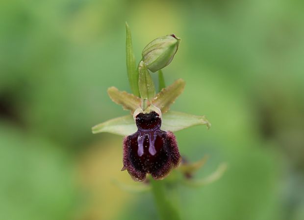 Ophrys passionis  - Anonyme