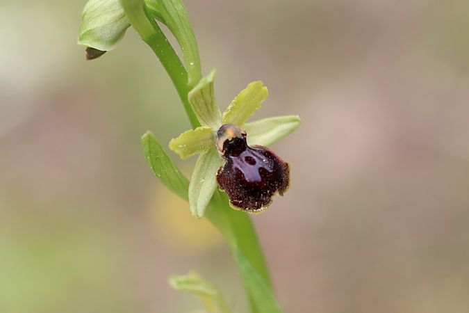 Ophrys passionis  - Anonyme