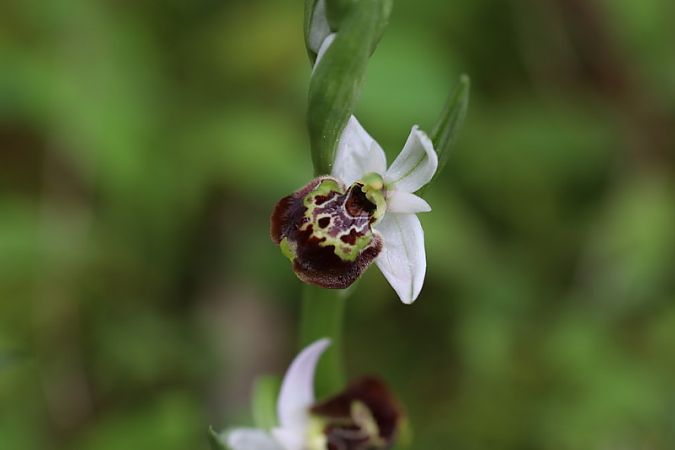 Ophrys linearis  - Michel Guyot