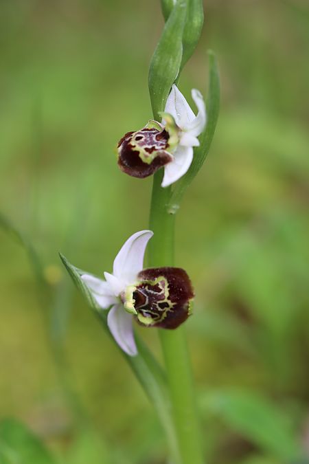 Ophrys linearis  - Michel Guyot