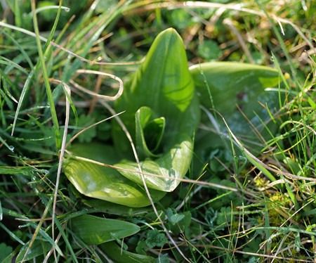 Himantoglossum hircinum  - Jacques Gilardin